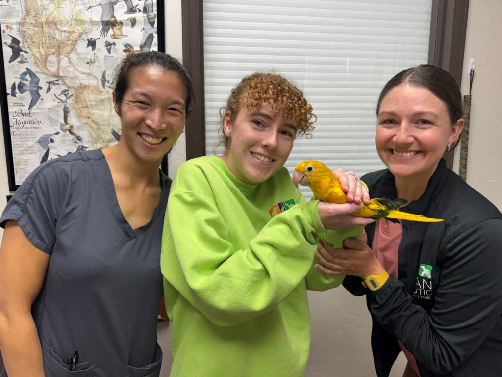 Pet bird during routine bird grooming and care