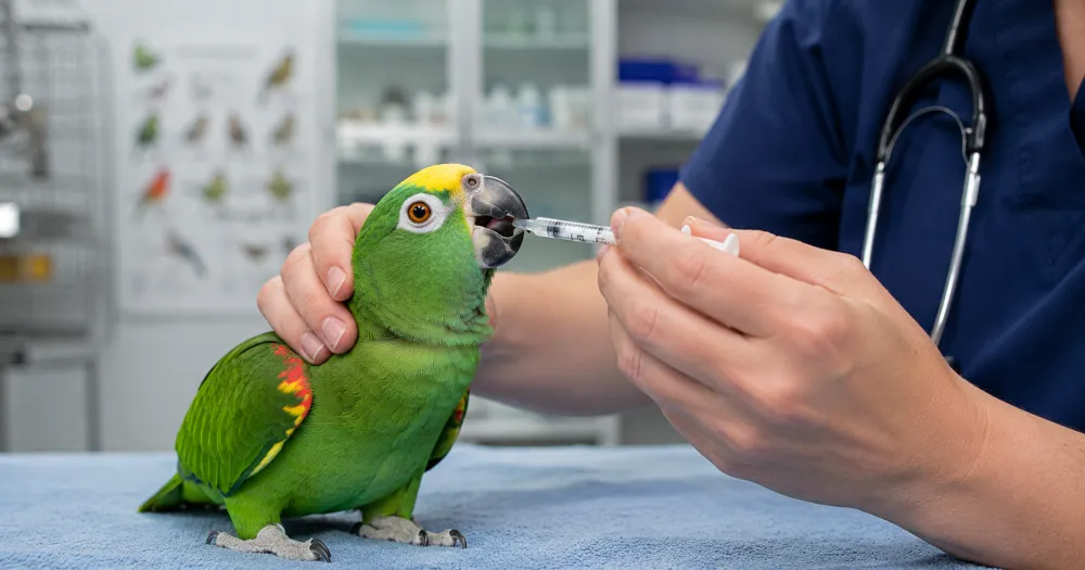 Psittacine bird receiving veterinary care in a professional avian clinic setting