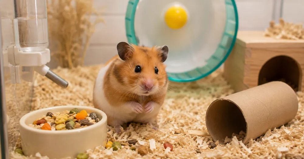 Healthy Syrian hamster in a clean habitat with bedding, food, and water bottle