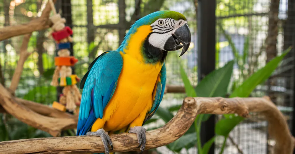 Healthy colorful macaw perched on a natural branch in a clean aviary environment