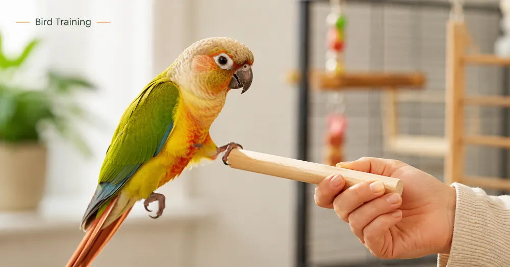 Pet bird calmly stepping onto a training stick with a gentle owner nearby